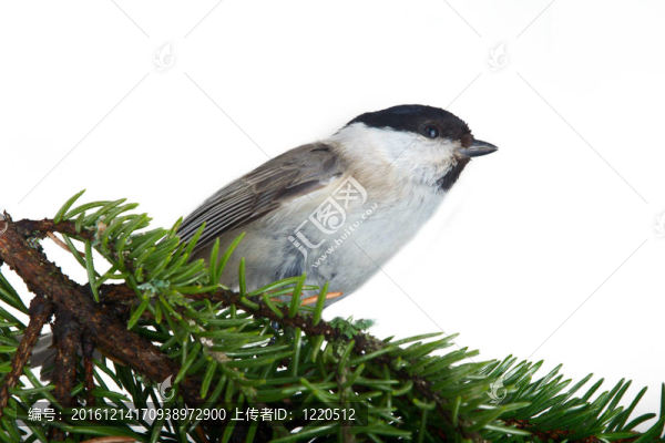 樅樹上的柳樹山雀