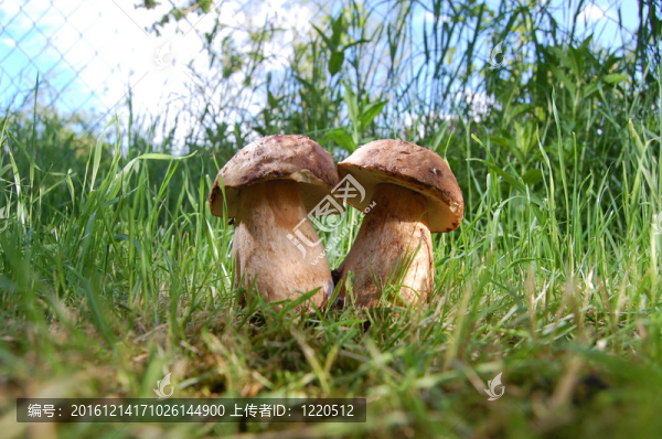 美味牛肝菌蘑菇