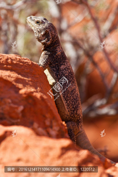 在紅色的巖石Chuckwalla,Lizard