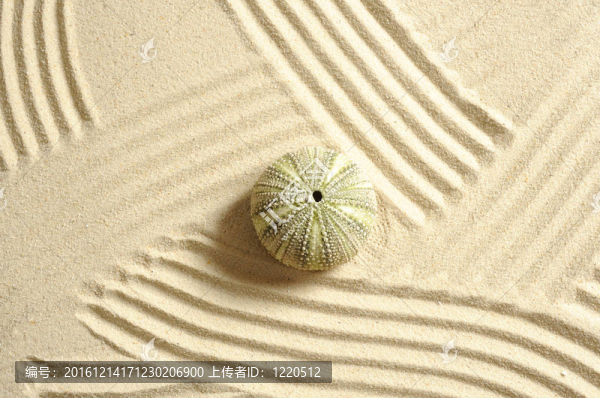 海膽在沙與線(xiàn)