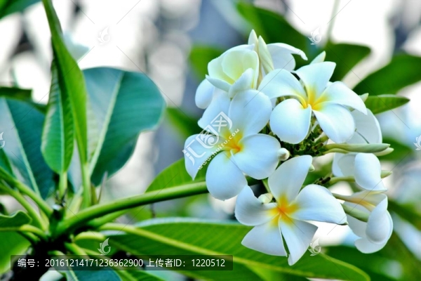 雞蛋花的花朵