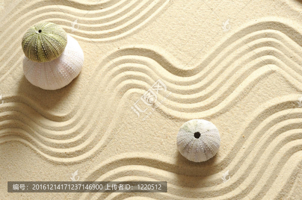 海膽在沙與線