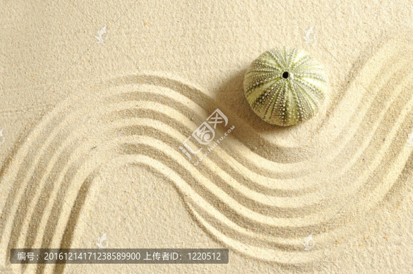 海膽在沙與線