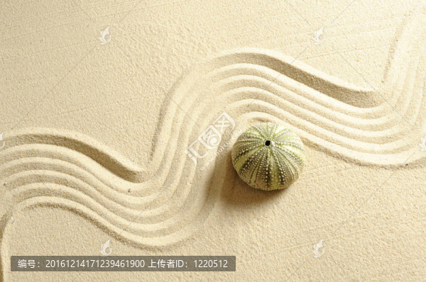 海膽在沙與線