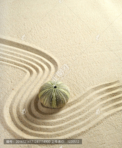 海膽在沙與線