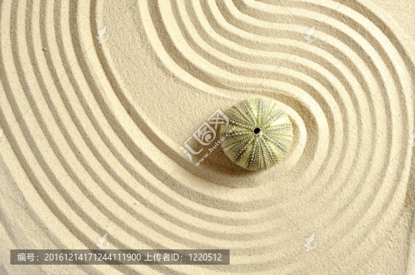海膽在沙與線