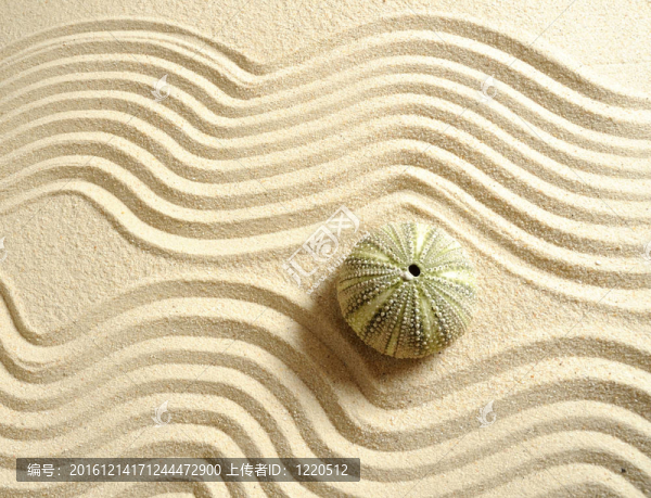 海膽在沙與線(xiàn)