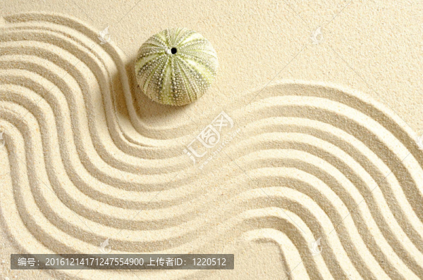 海膽在沙與線