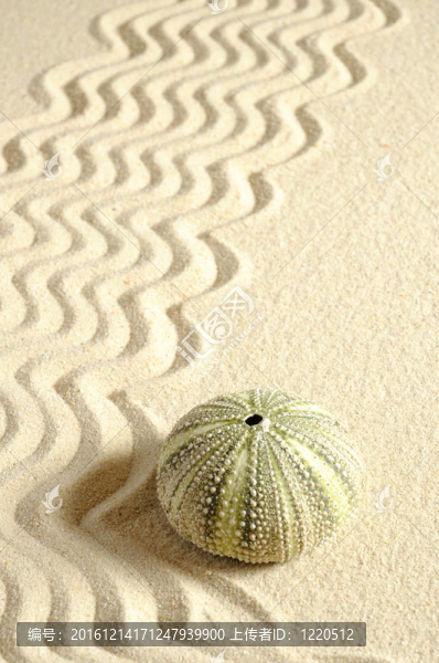 海膽在沙與線