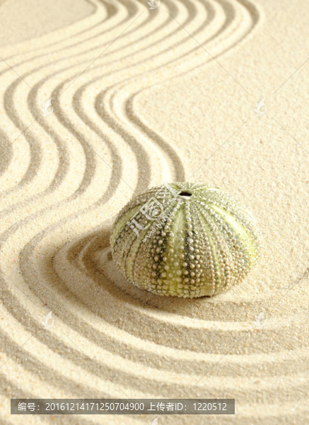 海膽在沙與線