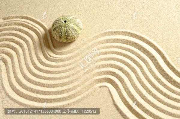海膽在沙與線