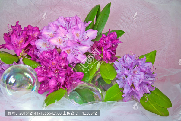 杜鵑花和泡沫