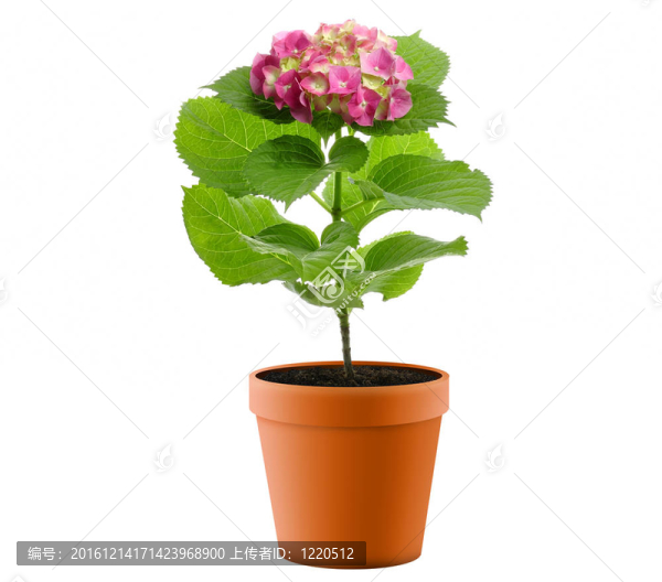 紫繡球花