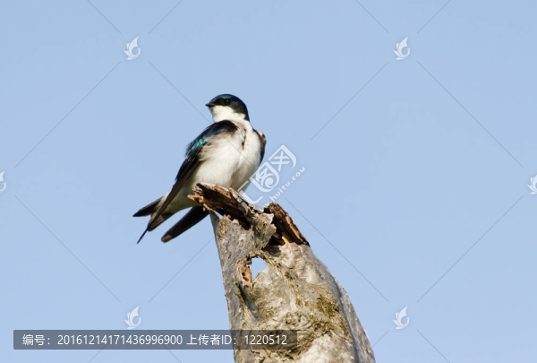 樹(shù)上的燕子