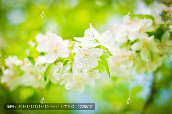 開花的樹