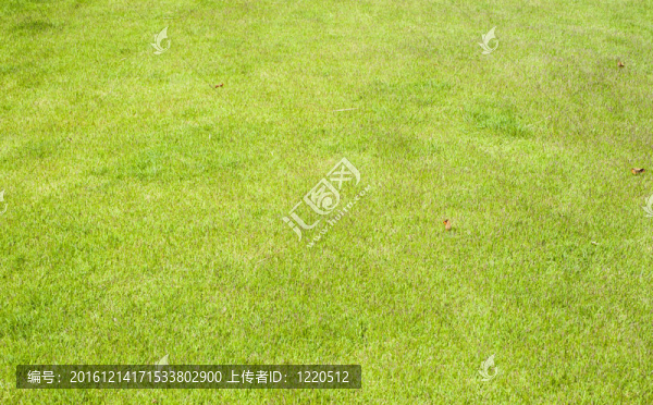 青草紋理與背景