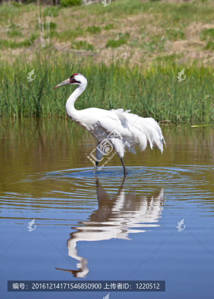 鳴鶴