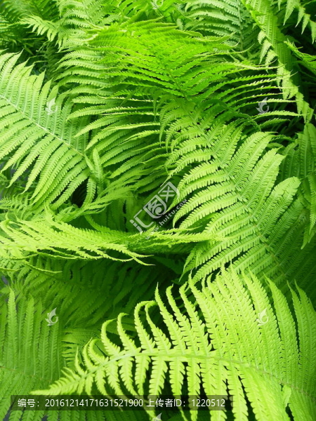 蕨類植物