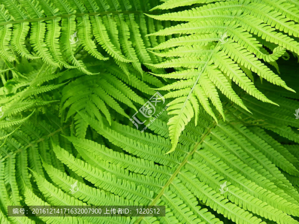 蕨類植物
