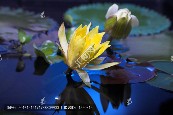 水百合花