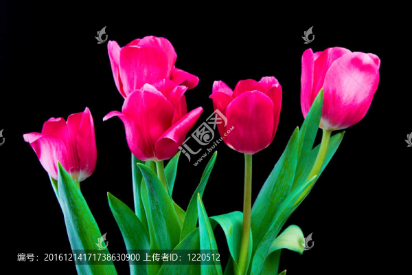 郁金香的花朵