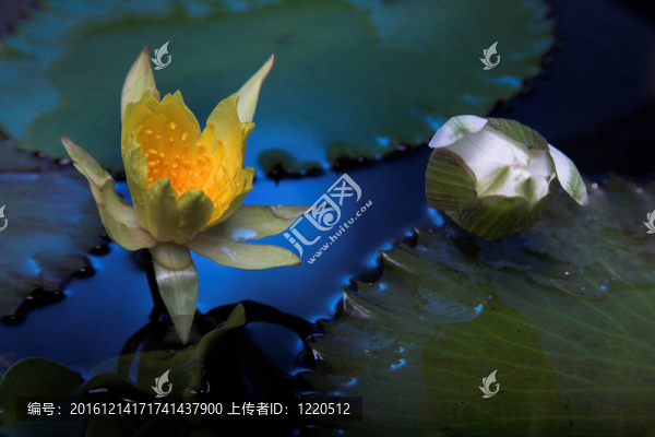 水百合花