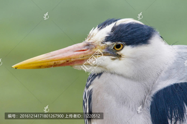蒼鷺的肖像