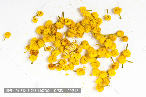 含羞草的花