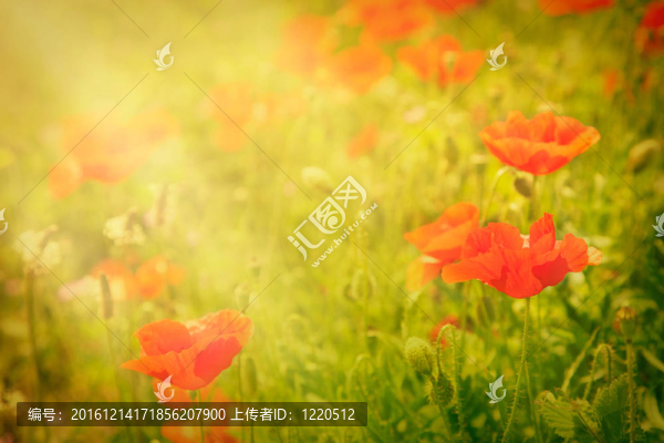 罌粟花