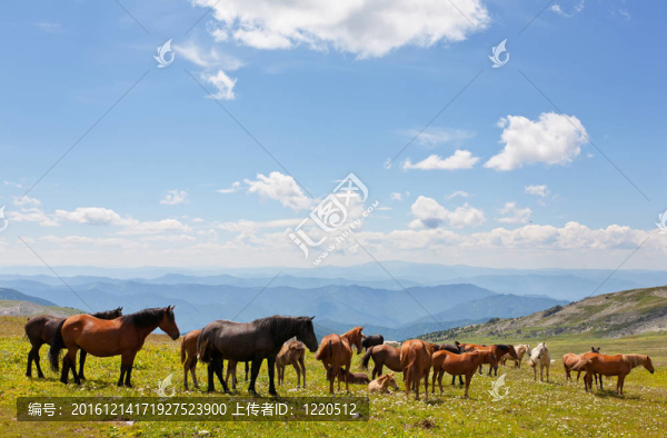 阿爾泰山。一片美麗的風(fēng)景，有馬和藍(lán)天。