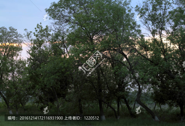 日落樹(shù)