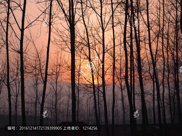 樹林黃昏,日出日落