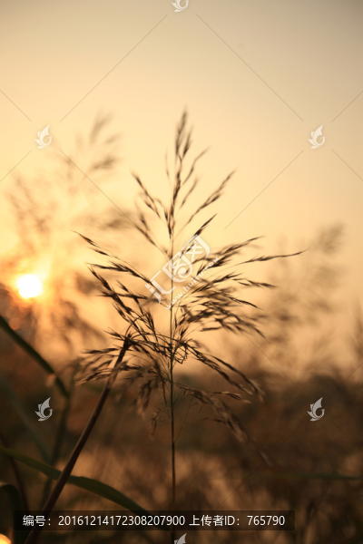 蘆葦