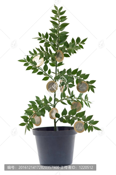 金錢樹