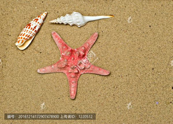 海灘上的海星和seasells