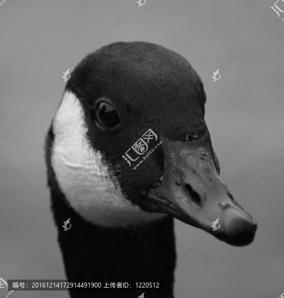 加拿大鵝