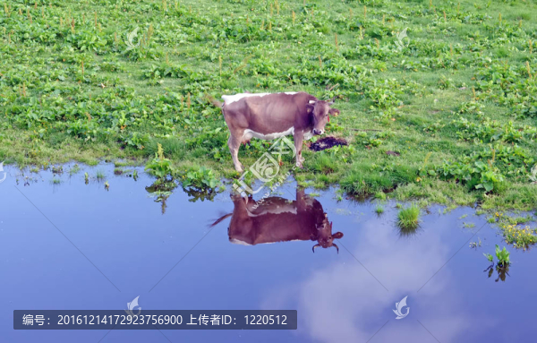 牛
