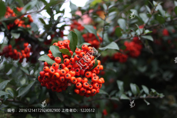 明亮的花楸