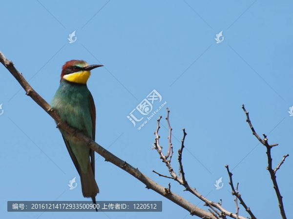 歐洲食蜂鳥