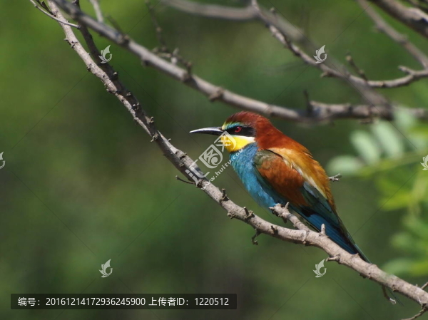歐洲食蜂鳥