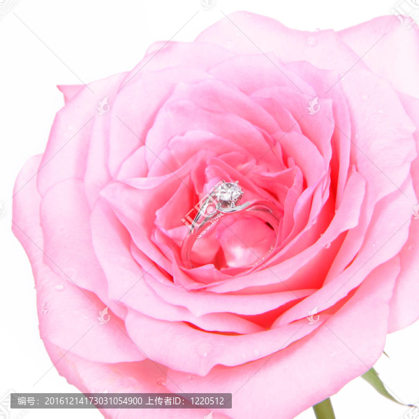 粉紅玫瑰花浪漫婚禮戒指