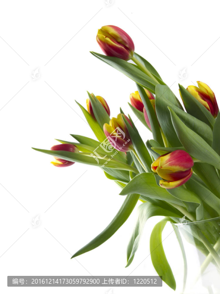 郁金香花束