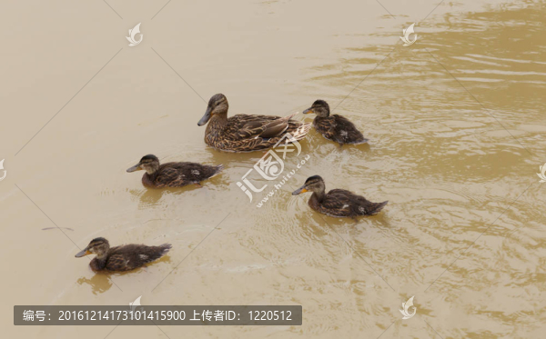 鴨子的家庭