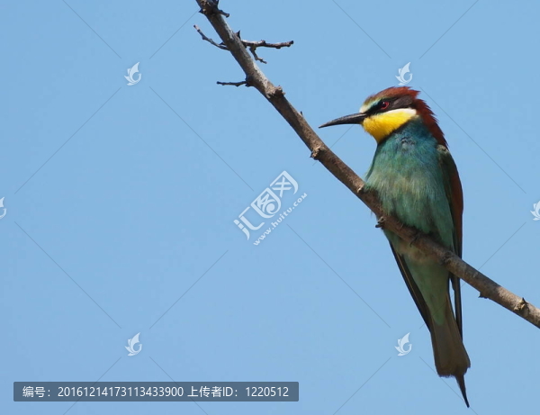 歐洲食蜂鳥