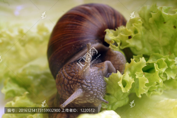 大蝸牛