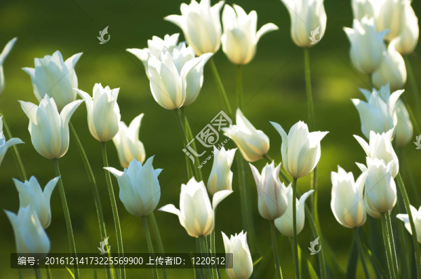 Fresh,White郁金香