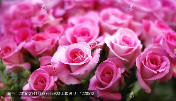 粉紅玫瑰的花