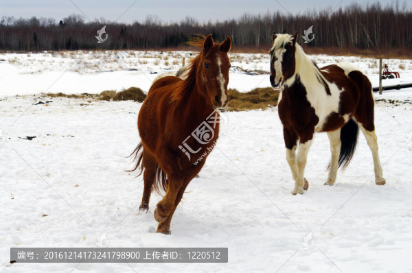 賽馬