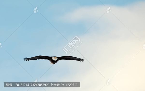 飛翔的鷹
