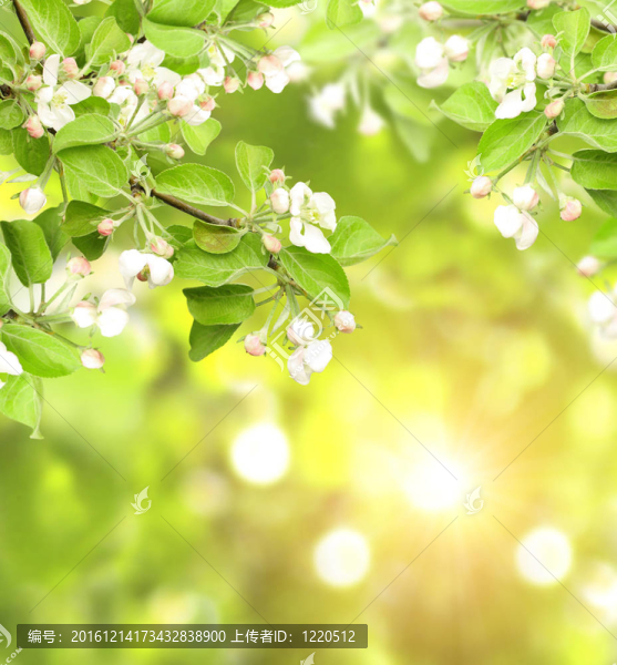 蘋果花